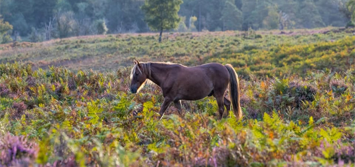 New Forest Cottages